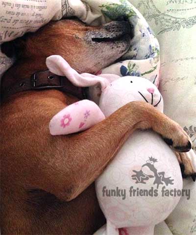 baby bunny dog toy