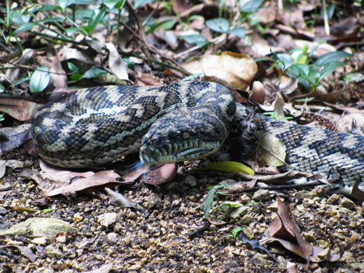 Carpet python snake close up
