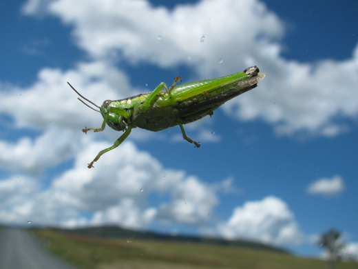 Grasshopper