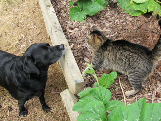 Labrador and cat