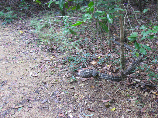 carpet python