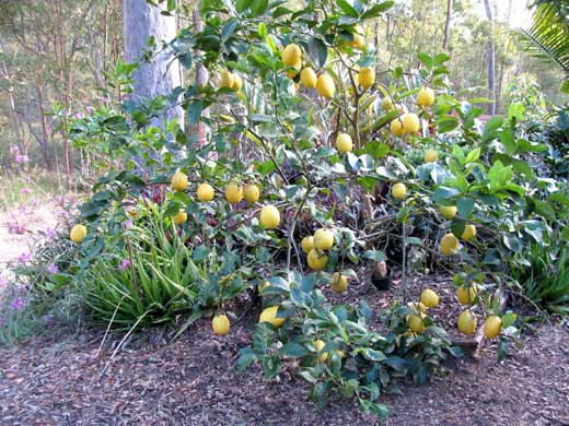 lemon-glut - need recipes!