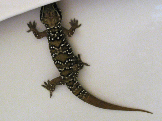 Indian Gecko