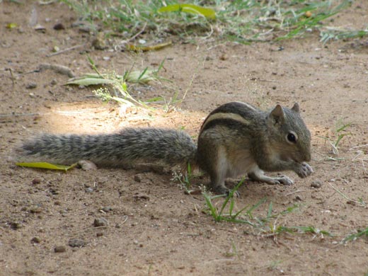 Indian Squirrel