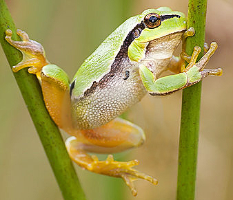 frog