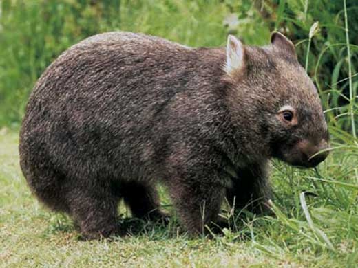 wombat