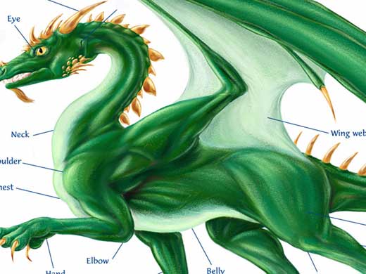 Dragon anatomy by Eugene Arenhaus