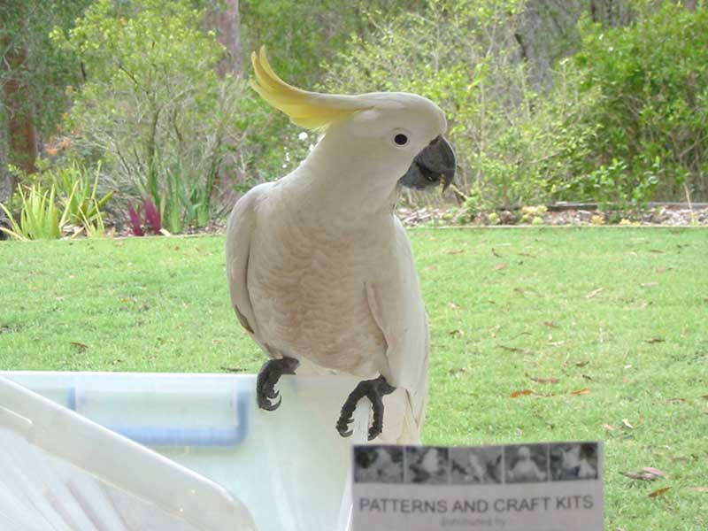 REAL cockatoo