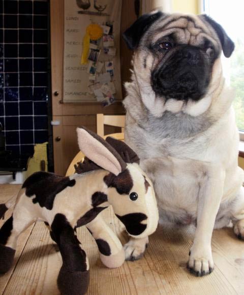 Horsey donkey toy pattern for pug dog