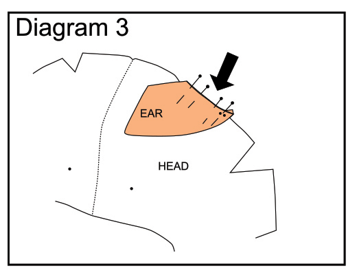 Wombat ear pinning diagram 3