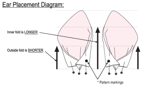 ear diagram