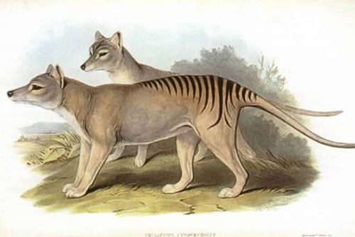 Tasmanian Tiger