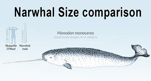 narwhal size