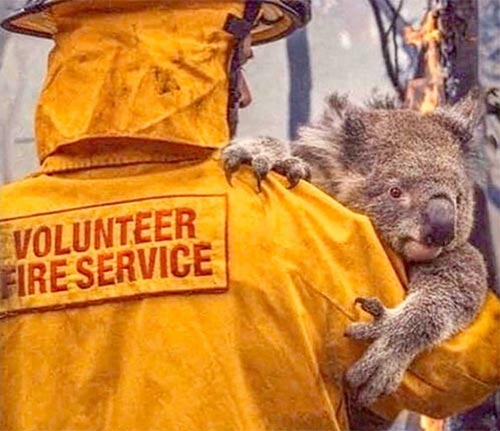 Links to legitimate organizations for donations to help the Australian bush-fire crisis.