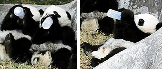 Baby pandas drinking from baby bottles