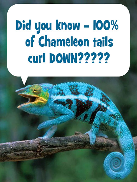 Chameleon TAILS UP