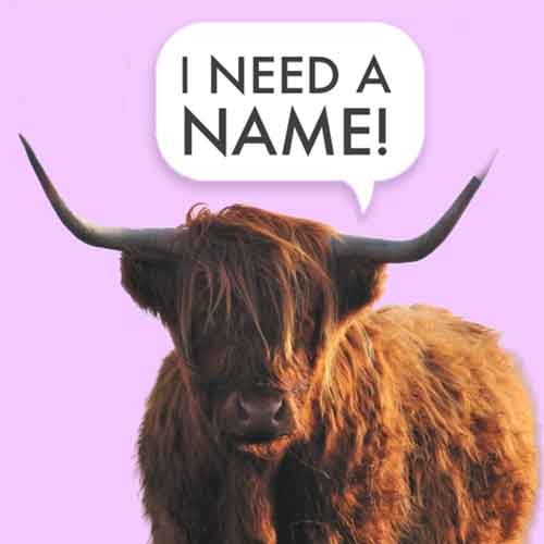 The Funky Friends Factory Highland Cow toy pattern needs a name!