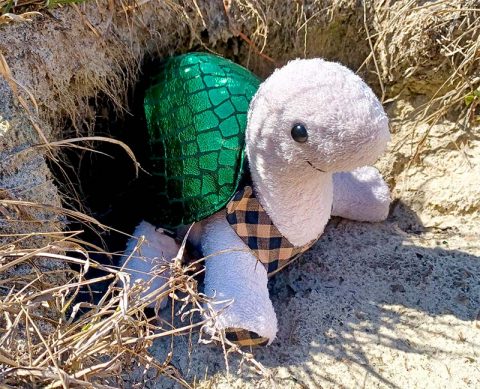 Meet the Tilly Tortoise Toy Pattern | Funky Friends Factory