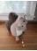 squirrel toy sewing pattern